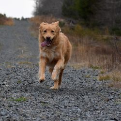 Sem correr atrás: dicas para corrigir um cachorro fujão