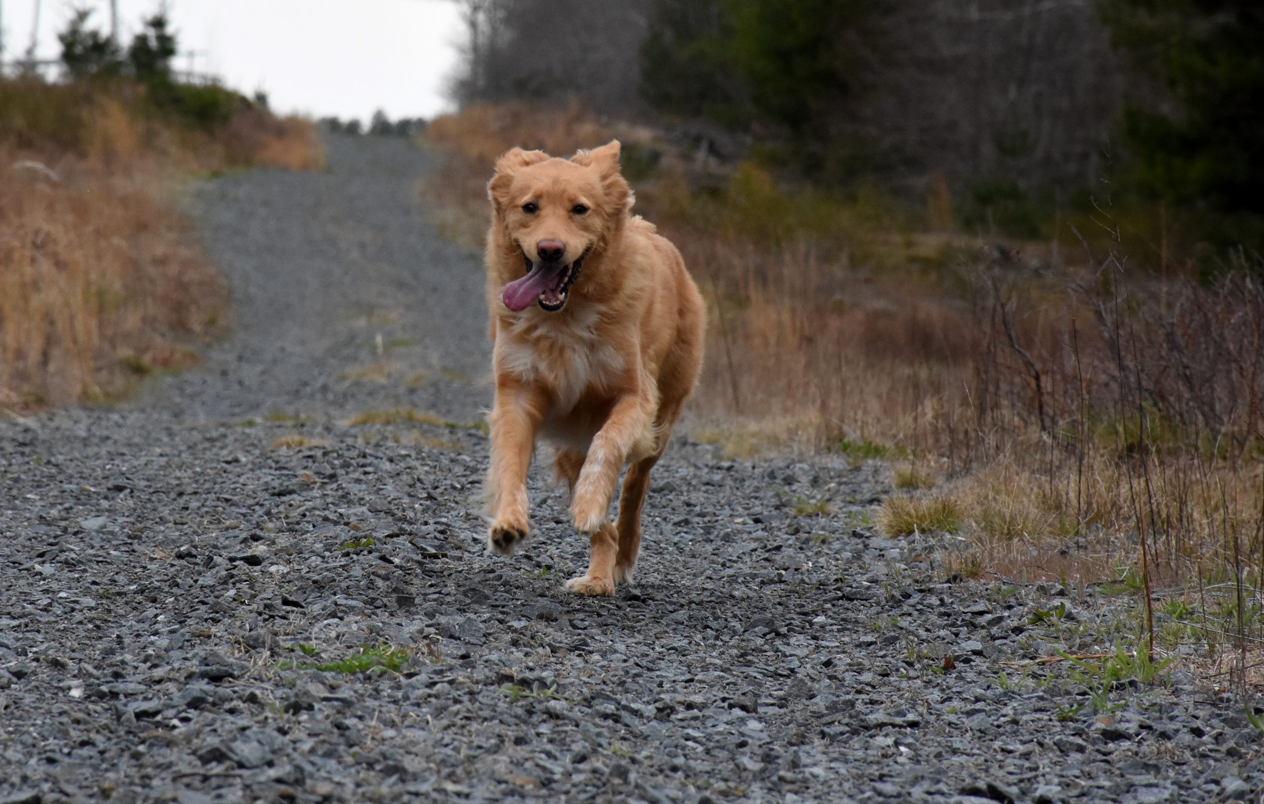 Cute running Nova Scotia Duck Tolling retriever dog.