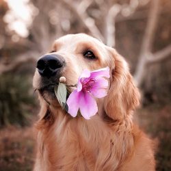 Na brisa: veja opções de ervas naturais para acalmar seu cachorro