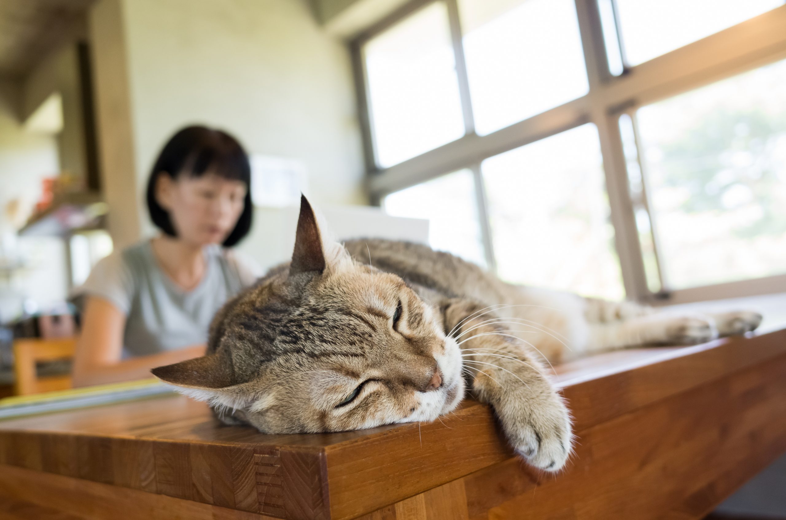 woman working at home with her cat lying on table