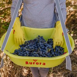75 milhões de quilos  de uvas é a previsão de recebimento Vinícola Aurora  nesta safra
