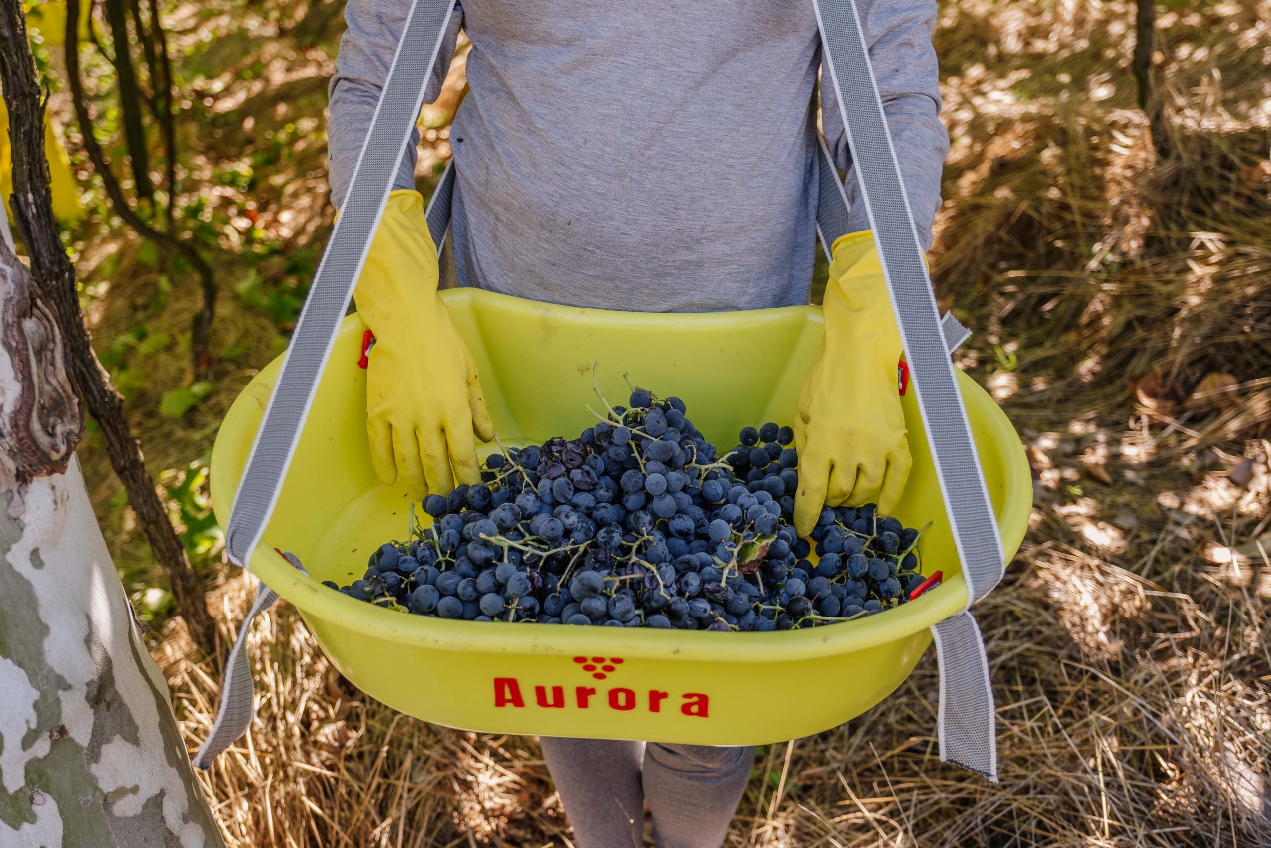 Safra 2023 (4) - Zéto Telöken