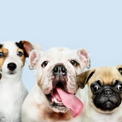 Confira as 10 raças de cães que mais sofrem com o calor