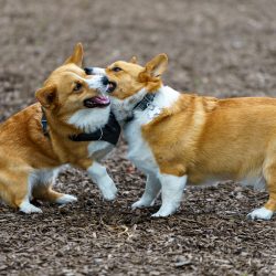 Como parar uma briga de cães?