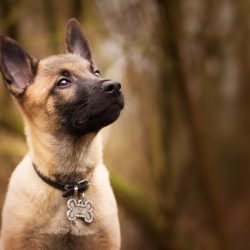 Experiência de vida interfere na comunicação entre cães e humanos, diz estudo