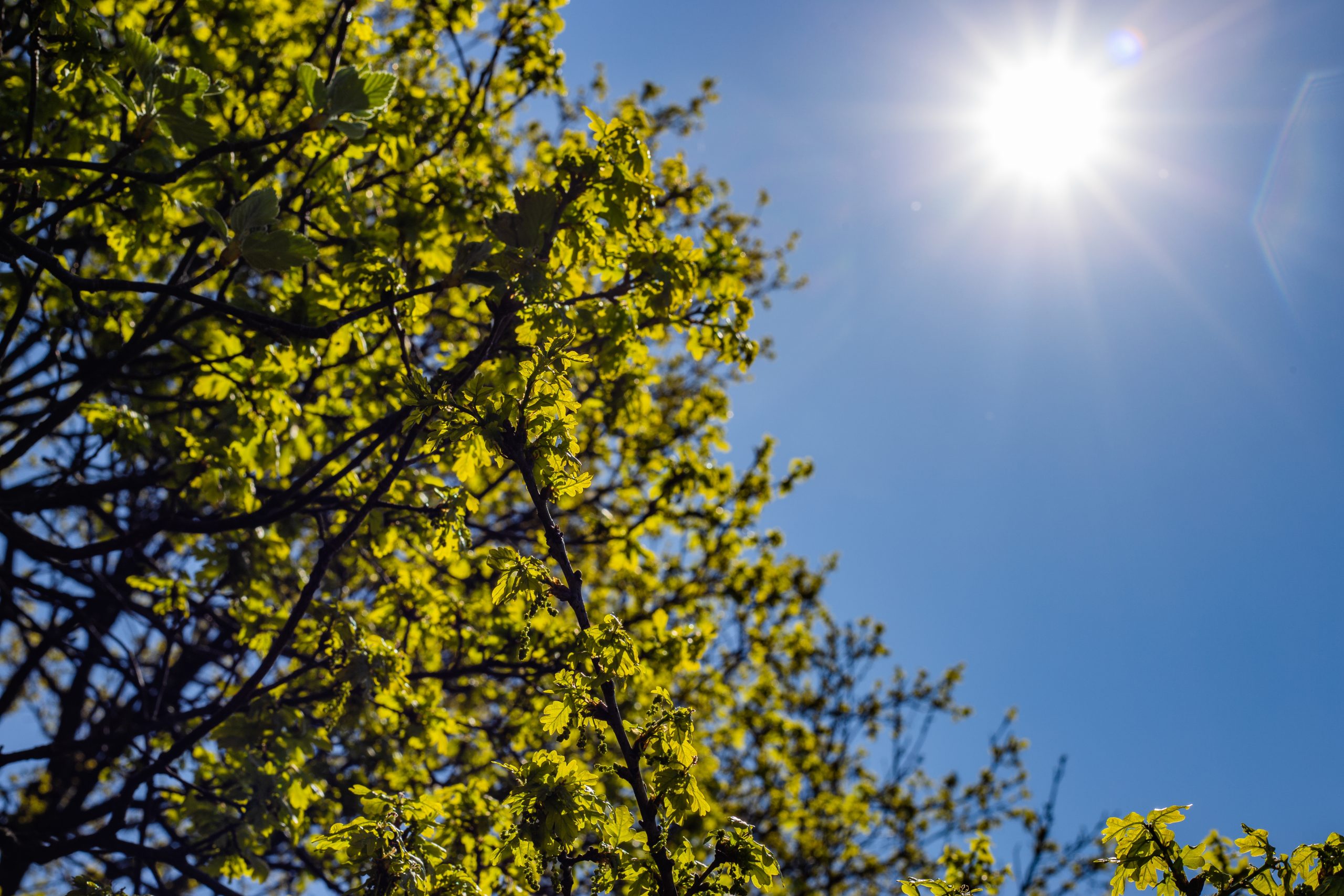 A low angle shot of a green-leafed tree under a bright sky