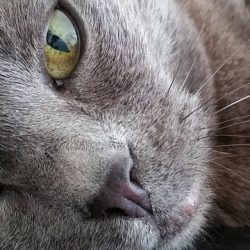 Como limpar os olhos do gato