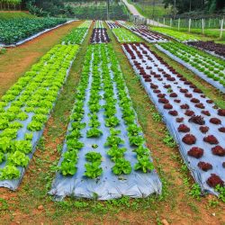 Brasil terá programa nacional para produção de alimentos saudáveis