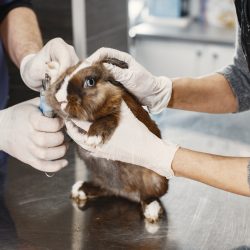 Governo proíbe uso de animais em testes de cosméticos e produtos de higiene