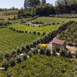 Cooperativa Vinícola Aurora inicia novas atividades do programa de Boas Práticas Agrícolas