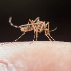 Já são oito mortes por dengue em 2023 no Rio Grande do Sul