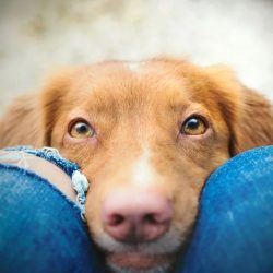 Por que os cachorros cheiram as partes íntimas das pessoas?