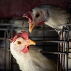 Governo declara emergência zoossanitária por gripe aviária em todo o país