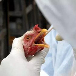 Gripe aviária : Governo orienta estados a declararem emergência zoossanitária
