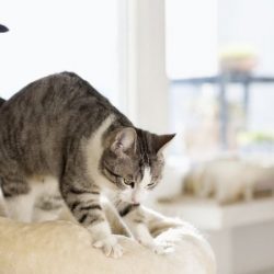 Por que gatos 'amassam pãozinho'? A curiosa massagem que os felinos fazem nos donos e superfícies