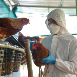 Gripe aviária: RS decreta estado de emergência zoossanitária