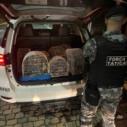 Procurado pela justiça por estupro é preso com pássaros silvestres ilegais em Bento Gonçalves