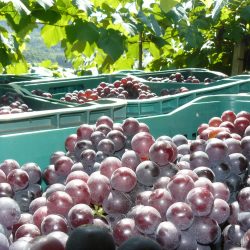 Produção de uva é carro-chefe da fruticultura gaúcha segundo relatório da Emater