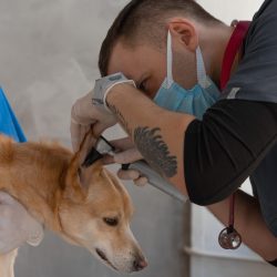 Você sabia que cães e gatos devem  tomar  várias vacinas?