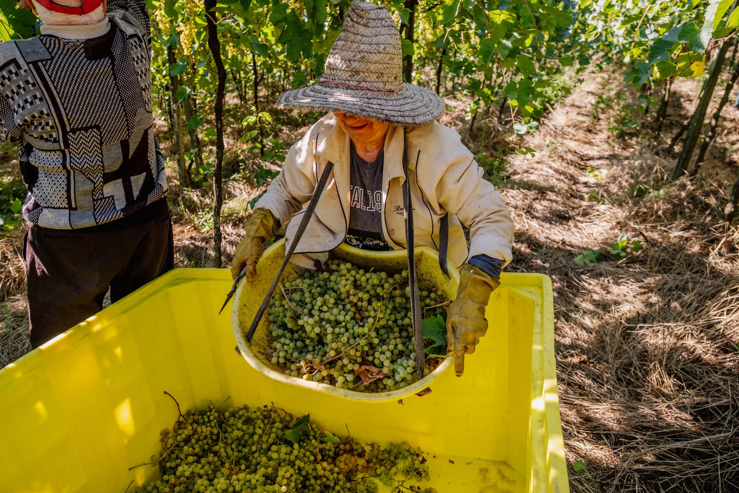 Famílias Cooperadas (2) Crédito Zéto Telöken