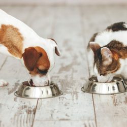 O que cães e gatos comem é diferente?