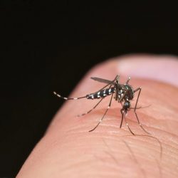 Dengue: Ministério da Saúde define estratégia de vacinação enquanto estados se mobilizam