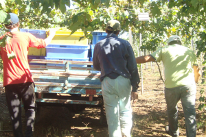 Duas empresas terceirizadas e uma vinícola condenadas por trabalho análogo à escravidão  em Bento Gonçalves