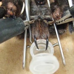 Veneno de aranha brasileira vira esperança de tratamento contra câncer