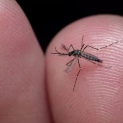 Brasil ultrapassa a marca de meio milhão de casos prováveis ​​de dengue, com 75 mortes