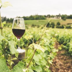 85% das vinícolas nacionais apostam no enoturismo para aumentar faturamento