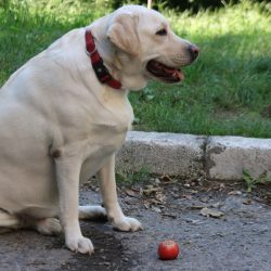 Mutação genética faz cães labradores terem tendência a engordar