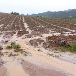 Emater estima perdas na ordem de R$ 12 milhões na agricultura em Bento Gonçalves