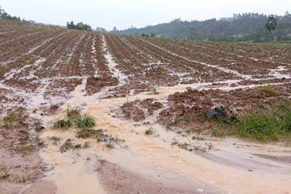 Emater estima perdas na ordem de R$ 12 milhões na agricultura em Bento Gonçalves