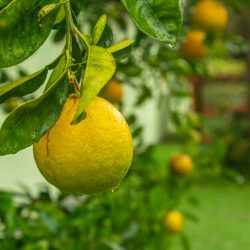 Levantamento da Emater aponta que citros têm produção impactada pelas chuvas no RS