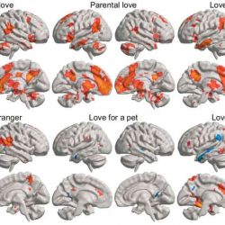 Estudo mostra como diferentes tipos de amor afetam o cérebro