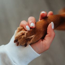 Cientistas descobrem que cães estão entrando em uma nova fase da evolução