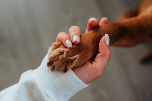 Cientistas descobrem que cães estão entrando em uma nova fase da evolução