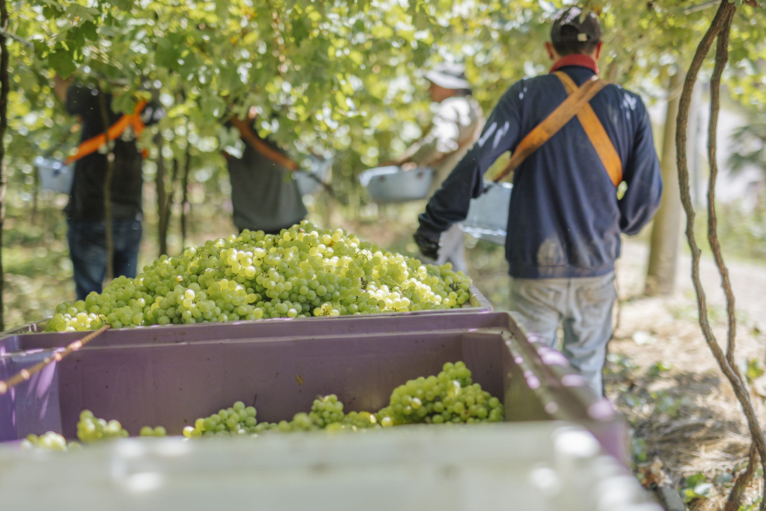 Safra - Crédito Augusto Tomasi