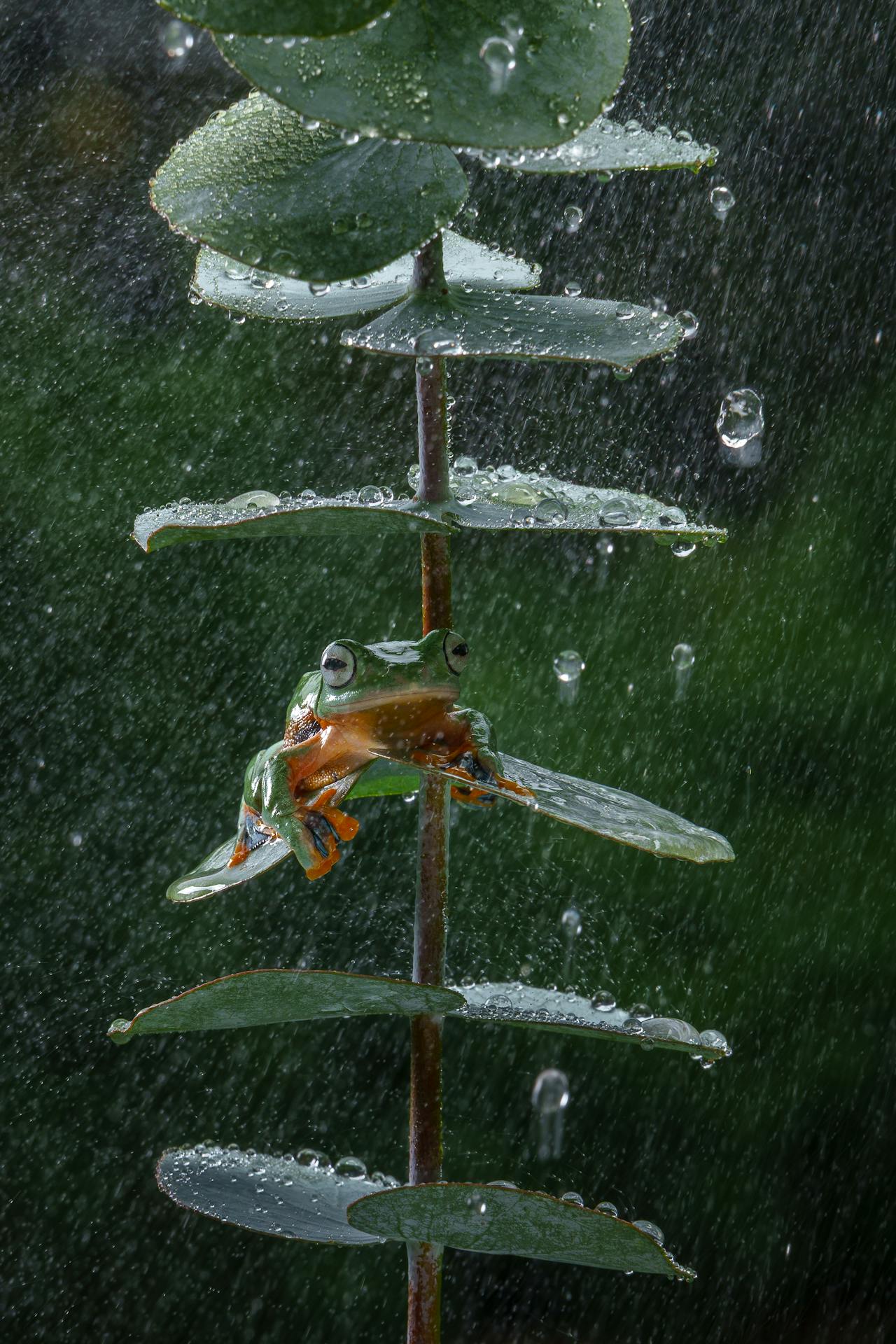 pexels-hengga-wang-2148790340-32319179