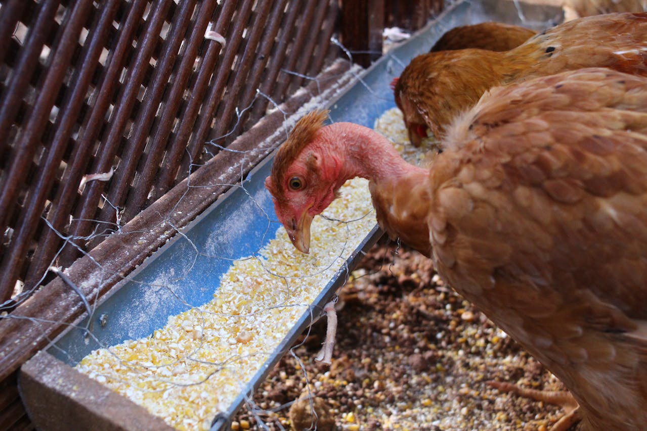 pexels-wanas-rosa-1295016-32653692