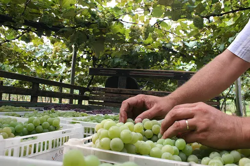 Gazeta-rs - Projeto Eco Certo - Caixas de Uvas 2