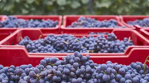 Gazeta-rs - Projeto Eco Certo - Caixas de Uvas