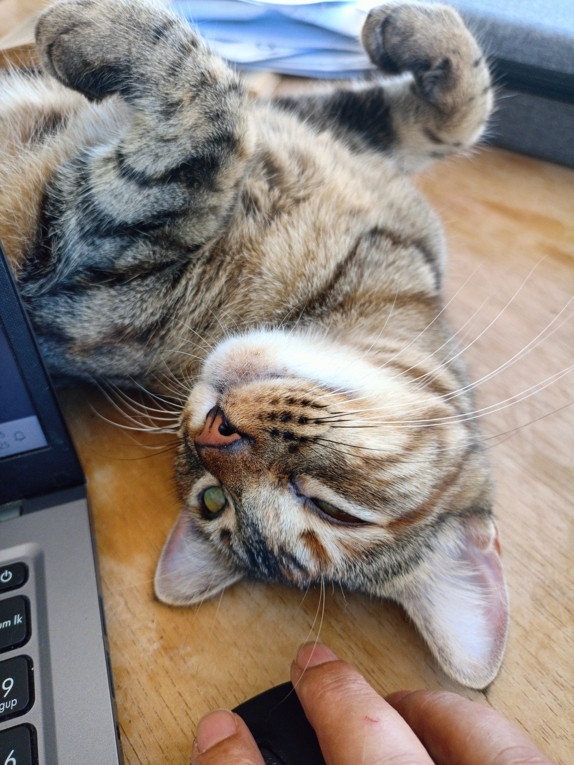 gato relaxado ao lado do notebook