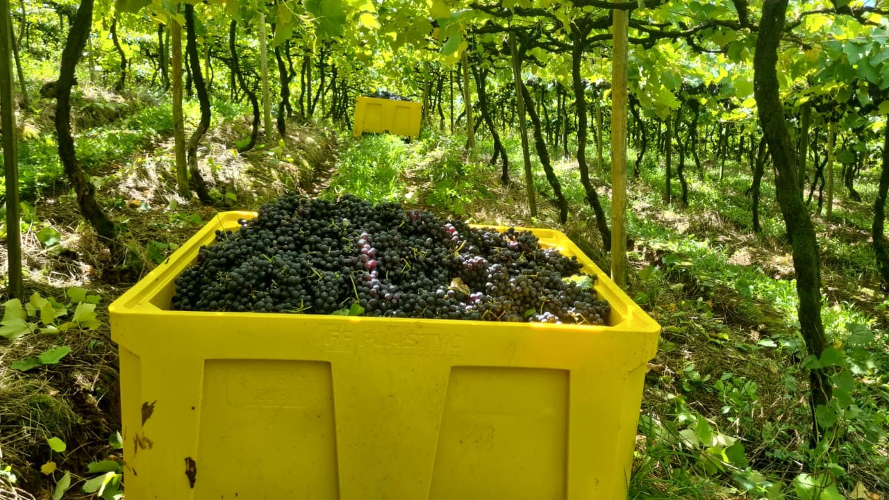 O Contentor Bin reforça a sustentabilidade e eficiência na colheita de uvas da Vinícola Aurora.
