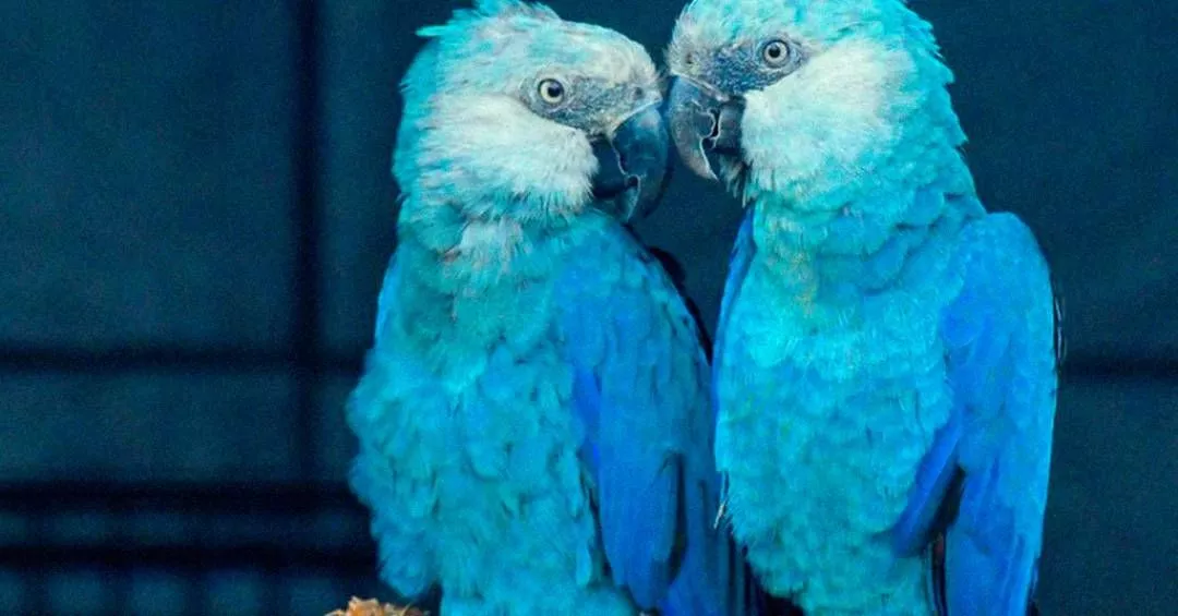 Ararinhas na Bahia testam positivo para circovírus e criadouro recebe multa milionária por falha de biossegurança.