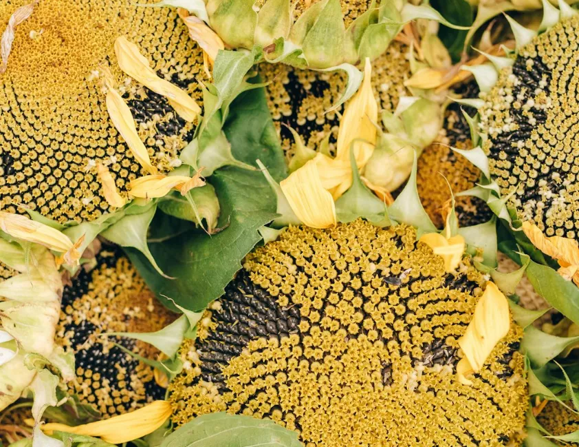 pesquisadores do Instituto de Tecnologia de Alimentos (Ital), em Campinas, e do Instituto Fraunhofer IVV, na Alemanha