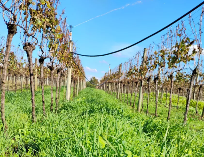 Vinícola Aurora apresenta modelo de viticultura sustentável