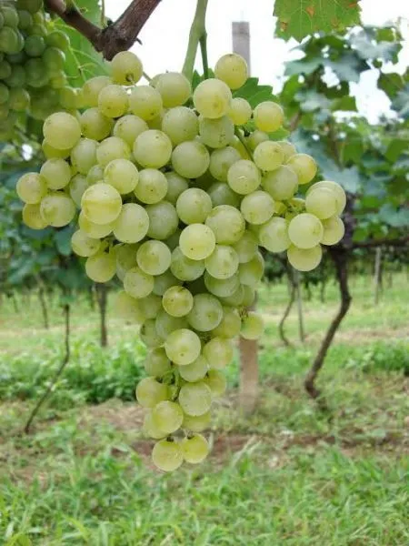 Premiação da 1ª Seleção de Vinhos de BRS Lorena ocorre na Embrapa Uva e Vinho com 28 medalhas e destaque à pesquisa brasileira.