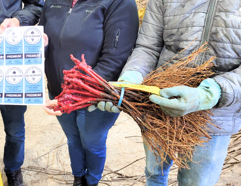 Embrapa apresenta tecnologias para a vitivinicultura na Tecnovitis 2025