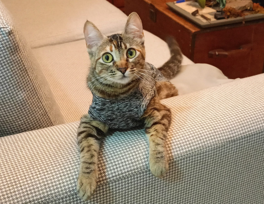 Estudo revela que gatos miam mais ao reencontrar cuidadores homens; pesquisa analisou vídeos de 31 felinos na Turquia.